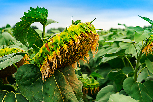 포토 JPG 해외이미지 식물 계절 꽃잎 꽃 백그라운드 잎 꽃무늬 밭 농업 자연 하늘 해바라기 씨앗 풍경 사람없음 초록색 여름 파란색 농작물 컬러풀 햇빛 태양 농장 노란색 맑음 일몰 활발 수확 성장 벚꽃 시골 황금 장면 꽃가루 내추럴 밭일 해외포토 자연요소 산업 컬러 컨셉 무늬 날씨 노을 가루 생태계 파일형식 이미지허브