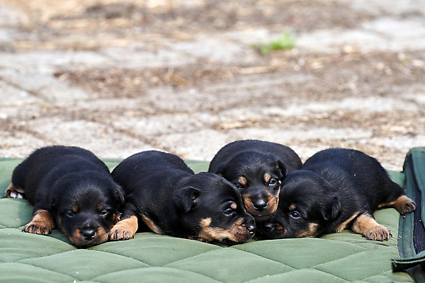 포토 JPG 해외이미지 동물 행복 얼굴 새끼 자연 놀이 엄마 사람없음 야외 초록색 반려동물 갈색 우정 흰색 아기 신생아 직물 신용카드 개 달콤 강아지 작음 테리어 냄새 잭 거짓말 기르기 동반자 해외포토 감정 컬러 포유류 가족 사람 신체부위 금융 친구 맛 크기 생태계 돌봄 파일형식 이미지허브