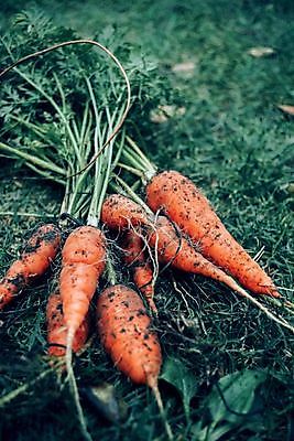 포토 JPG 해외이미지 음식 백그라운드 잎 농업 다이어트 채소 오렌지 재료 자연 건강 종류 사람없음 빨간색 컬러풀 쌓기 정원 식사 저녁식사 당근 샐러드 수확 아기 신선 시장 다발 먹기 유기농 날것 뿌리 섬유 층 흙더미 내추럴 점심식사 섞기 숙성 영양소 진짜 채식주의자 해외포토 식물 웰빙 산업 컬러 과일 모션 뿌리채소 사람 흙 직물 생태계 채식 파일형식 더미 이미지허브