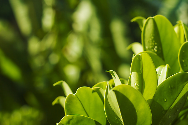 포토 JPG 해외이미지 나무 계절 공원 백그라운드 잎 자연 추상 사람없음 야외 초록색 빛 태양 정원 맑음 봄 성장 신선 숲 내추럴 해외포토 자연요소 식물 공공시설 컬러 무늬 날씨 생태계 파일형식 이미지허브
