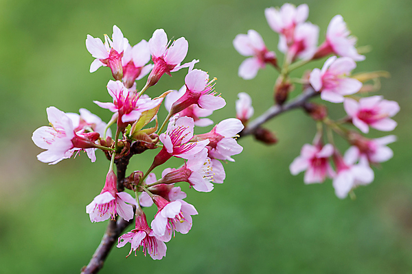 포토 JPG 해외이미지 주간 근접촬영 사람없음 야외 아웃포커스 봄 벚꽃 해외포토 자연요소 계절 꽃 뷰포인트 촬영기법 파일형식 이미지허브