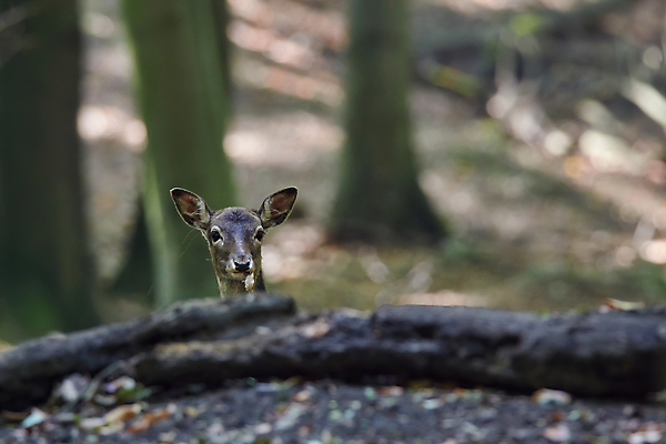 포토 JPG 해외이미지 동물 공원 야생동물 오렌지 포유류 가족 자연 아침 자물쇠 뿔 동물원 사람없음 가로 초록색 갈색 달러 힘 코트 가을 점 바 발표 숲 큼 감옥 호기심 사냥 귀 쇼 새장 사냥꾼 건너기 방목장 아기사슴 암사슴 양치류 엘크 웅장함 코펜하겐 해외포토 주간 직업 계절 공공시설 감정 새끼 컬러 컨셉 돈 과일 관계 모션 사슴 덴마크 신체부위 외투 크기 암컷 생태계 케이지 파일형식 이미지허브