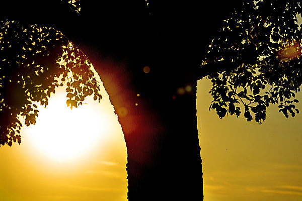 포토 JPG 해외이미지 나무 실루엣 백그라운드 잎 오렌지 자연 그림자 풍경 사람없음 빨간색 빛 컬러풀 햇빛 태양 노란색 검은색 어둠 침묵 황혼 일몰 새벽 황금 저녁 장면 연소 해외포토 자연요소 식물 컬러 과일 촬영기법 노을 소리 야간 생태계 파일형식 이미지허브