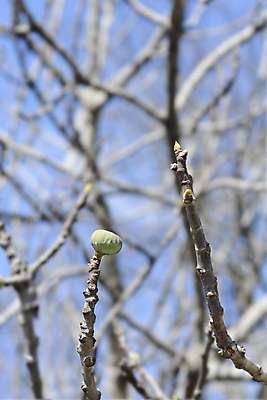 포토 JPG 해외이미지 나무 식물 잎 과일 자연 사람없음 야외 초록색 갈색 정원 봄 나뭇가지 닫기 해외포토 계절 컬러 모션 생태계 파일형식 이미지허브
