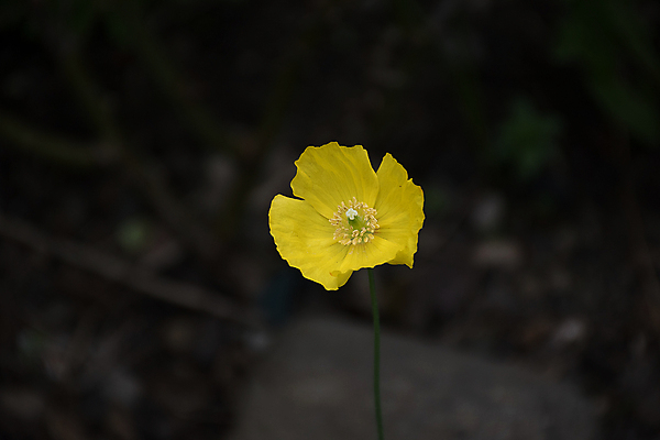 포토 JPG 해외이미지 꽃 백그라운드 자연 사람없음 초록색 노란색 봄 흰색 닫기 싱글 양귀비 고립 해외포토 식물 계절 컬러 모션 생태계 파일형식 이미지허브