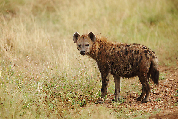 포토 JPG 해외이미지 동물 한마리 1 야생동물 포유류 아프리카 자연 동물원 사람없음 육식동물 케냐 내추럴 나미비아 남아프리카 동물상 보츠와나 사바나 에티오피아 잠비아 탄자니아 해외포토 나라 조형물 생태계 파일형식 이미지허브