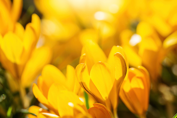 포토 JPG 해외이미지 꽃 야생동물 자연 사람없음 파란색 노란색 봄 벚꽃 자연백그라운드 내추럴 해외포토 식물 동물 계절 컬러 백그라운드 생태계 파일형식 이미지허브