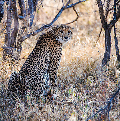 포토 JPG 해외이미지 야생동물 여행 사람없음 해외포토 동물 파일형식 이미지허브