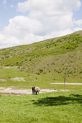 포토 JPG 해외이미지 나무 구름 전통 계절 유럽 문화 도로 여행 밭 농업 자연 하늘 산 파노라마 풍경 사람없음 야외 초록색 여름 파란색 햇빛 마을 환경 계곡 맑음 시골 신선 오픈 소 정상 숲 언덕 장면 루마니아 내추럴 생태학 옛날 해외포토 자연요소 식물 교육 나라 산업 길 컬러 포유류 교통시설 날씨 촬영기법 태양 생태계 파일형식 이미지허브