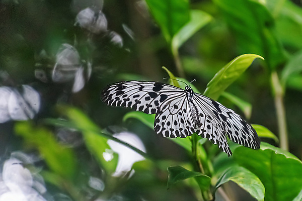 포토 JPG 해외이미지 식물 디자인 꽃 야생동물 나비 곤충 백그라운드 패턴 날개 자연 날리기 성인 사람없음 초록색 여름 정원 검은색 봄 흰색 호랑이 닫기 벌레 은색 흉부 묘사 나방 내추럴 고립 동물상 스리랑카 해외포토 동물 계절 아시아 컬러 무늬 포유류 모션 사람 조형물 호흡기관 생태계 파일형식 이미지허브