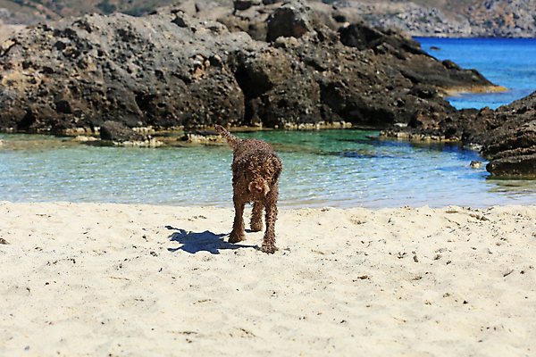 포토 JPG 해외이미지 동물 여자 행복 호수 바다 포옹 자연 놀이 불꽃 사랑 사람없음 야외 가로 물 여름 반려동물 태양 갈색 우정 활발 기쁨 개 리트리버 복고 주둥이 기르기 특별함 해외포토 자연요소 계절 감정 컬러 컨셉 포유류 안기 불 사람 친구 생태계 돌봄 파일형식 이미지허브
