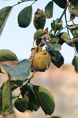 포토 JPG 해외이미지 음식 채소 과일 콩 사람없음 망고 국산 해외포토 곡류 열대과일 파일형식 이미지허브