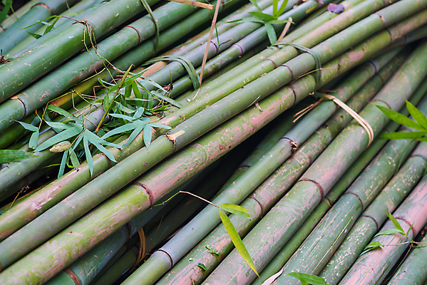 포토 JPG 해외이미지 나무 식물 전통 산업 아시아 선 백그라운드 잎 패턴 자연 표면 동양인 사람없음 목재 장식 초록색 쌓기 중국 나뭇가지 신선 원형 막대기 숲 자르기 대나무 질감 잡동사니 내추럴 옛날 해외포토 도형 나라 컬러 무늬 재료 모션 인종 생태계 파일형식 이미지허브