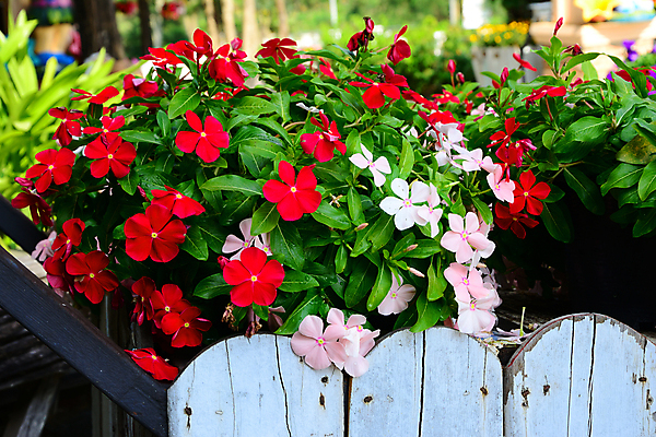 포토 JPG 해외이미지 식물 계절 공원 꽃잎 꽃 감정 아시아 야생동물 분홍색 여행 백그라운드 잎 꽃무늬 패턴 태국 휴가 휴식 발렌타인데이 풍경 사람없음 야외 목재 장식 빨간색 초록색 여름 울타리 컬러풀 장미 평화 환경 정원 맑음 봄 벚꽃 가을 흰색 개화 냄비 질감 내추럴 해외포토 나무 동물 공공시설 나라 컬러 컨셉 무늬 재료 데이이벤트 날씨 담장 솥 파일형식 이미지허브