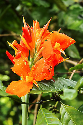 포토 JPG 해외이미지 식물 계절 꽃 백그라운드 잎 꽃무늬 오렌지 가족 자연 사람없음 빨간색 세로 초록색 물 여름 컬러풀 노란색 정원 봄 벚꽃 흰색 물방울 나뭇가지 오픈 이슬 백합 자르기 인도인 심볼 싱글 날카로움 슛 내추럴 고립 영원 해외포토 자연요소 외국인 나무 컬러 무늬 과일 관계 모션 동양인 생태계 파일형식 이미지허브