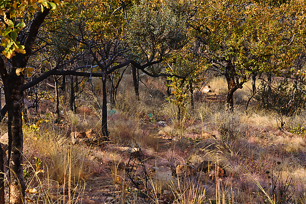포토 JPG 해외이미지 나무 계절 도로 길 백그라운드 잎 자국 자연 풍경 사람없음 야외 가로 빨간색 초록색 갈색 노란색 환경 사진촬영 하이킹 가을 나뭇가지 시골 황무지 숲 오솔길 먼지 암초 내추럴 창백 남아프리카 루트 방법 삼림지대 선로 해외포토 식물 컬러 교통시설 아프리카 레저 촬영 생태계 파일형식 이미지허브