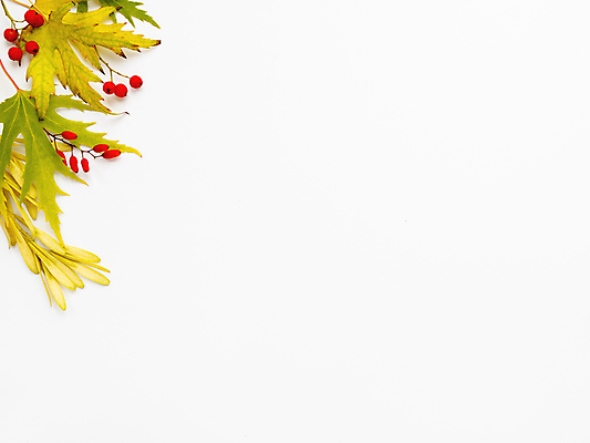 포토 JPG 해외이미지 식물 계절 열매 백그라운드 잎 오렌지 따뜻함 사람없음 장식 빨간색 노란색 가을 흰색 떨어짐 미니멀리스트 해외포토 컬러 컨셉 과일 파일형식 이미지허브