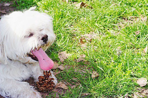 포토 JPG 해외이미지 동물 계절 공원 행복 백그라운드 장난 포유류 자연 놀이 사람없음 야외 목재 초록색 여름 반려동물 봄 가을 흰색 개 달콤 강아지 숲 코 솔방울 송곳니 내추럴 거짓말 기르기 해외포토 나무 공공시설 감정 컬러 재료 신체부위 맛 치아 생태계 돌봄 파일형식 이미지허브