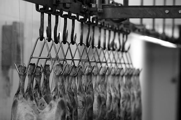 포토 JPG 해외이미지 동물 선 음식 신체 근육 흑백 매달리기 육류 사람없음 상점 금속 기댐 가축 추위 신선 고리 상품 자르기 준비 날것 냉장고 소매 양고기 단백질 분배 정육점 줄서기 해외포토 식재료 모션 재질 촬영기법 가전제품 영양소 파일형식 이미지허브