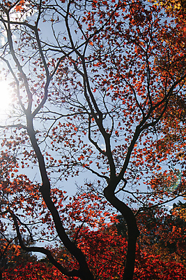 포토 JPG 해외이미지 나무 식물 계절 공원 단풍 잎 오렌지 자연 하늘 아침 미술 풍경 사람없음 야외 목재 가로 빨간색 초록색 파란색 빛 컬러풀 햇빛 태양 갈색 노란색 환경 맑음 일몰 활발 가을 시골 신선 황금 저녁 숲 내추럴 옛날 해외포토 주간 자연요소 공공시설 컬러 컨셉 과일 재료 날씨 문화예술 노을 야간 생태계 파일형식 이미지허브