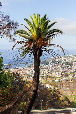 포토 JPG 해외이미지 나무 식물 공원 유럽 백그라운드 자연 하늘 손바닥 풍경 사람없음 야외 초록색 여름 파란색 와인 포르투갈 내추럴 해외포토 손 계절 공공시설 나라 컬러 주류 생태계 파일형식 이미지허브