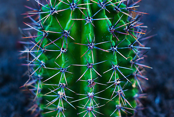 포토 JPG 해외이미지 식물 패턴 자연 선인장 건조 사람없음 초록색 정원 가시 묘사 질감 날카로움 해외포토 컬러 무늬 생태계 파일형식 이미지허브