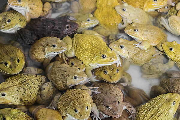 포토 JPG 해외이미지 동물 전통 라이프스타일 아시아 문화 야생동물 음식 농업 오렌지 태국 자연 거리 육류 개구리 양서류 요리 동양인 사람없음 갈색 세일 상점 식사 저녁식사 시골 연못 그룹 시장 먹기 상업 새장 두꺼비 밭일 많음 해외포토 나라 산업 컬러 컨셉 과일 식재료 모션 인종 생활 생태계 케이지 파일형식 이미지허브