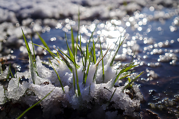 포토 JPG 해외이미지 식물 계절 백그라운드 잎 겨울 밭 자연 하늘 날씨 풍경 잔디 사람없음 야외 초록색 물 빛 환경 냉동 얼음 침묵 봄 추위 성장 가을 흰색 시골 신선 칼날 도착 서리 내추럴 처음 폭설 눈내림 해외포토 자연요소 컬러 농업 눈_날씨 소리 자연재해 생태계 파일형식 이미지허브