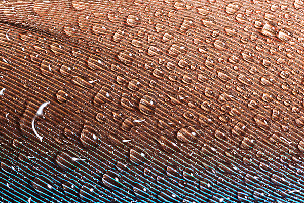 포토 JPG 해외이미지 백그라운드 추상 사람없음 물 떨어짐 순수 깃털 부드러움 해외포토 자연요소 컨셉 무늬 감각 파일형식 이미지허브