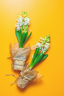 포토 JPG 해외이미지 식물 계절 꽃잎 꽃 줄기 꽃다발 잎 꽃무늬 전구 자연 부활절 사람없음 장식 초록색 파란색 노란색 정원 꽃병 봄 성장 벚꽃 흰색 축하 인사 신선 개화 제비꽃 싱글 향기 내추럴 심기 히아신스 해외포토 기념일 컬러 컨셉 무늬 모션 예절 생태계 냄새 파일형식 이미지허브