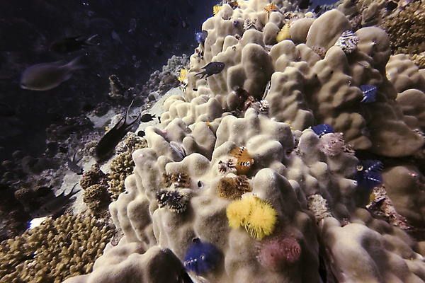 포토 JPG 해외이미지 동물 야생동물 바다 여행 백그라운드 학교 태국 자연 어류 풍경 사람없음 빨간색 물 파란색 컬러풀 수중 산호 큼 아래 다이빙 암초 수족관 내추럴 깊이 이국적 해외포토 자연요소 교육 아시아 컬러 수영 수중동물 자포동물 크기 방향 생태계 위치 수중스포츠 파일형식 이미지허브