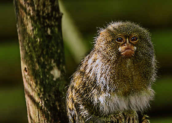포토 JPG 해외이미지 나무 동물 1 응시 야생동물 백그라운드 포유류 생물 털 사람없음 갈색 흰색 원숭이 아기 작음 모피 꼬리 유인원 노려봄 난쟁이 고립 해외포토 식물 시선 컬러 표정 사람 크기 파일형식 이미지허브