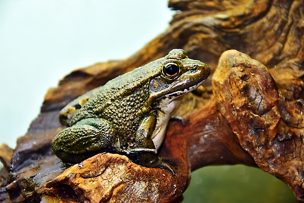 포토 JPG 해외이미지 식물 동물 척추동물 응시 유럽 야생동물 자연 생물 동물원 종류 개구리 양서류 풍경 사람없음 야외 초록색 물 정원 입 기다림 스페인 닫기 위험 작음 질감 매움 생물학 내추럴 생태학 스페인어 울퉁불퉁 이국적 혼자 해외포토 자연요소 시선 교육 나라 컬러 컨셉 모션 신체부위 맛 크기 생태계 파일형식 이미지허브