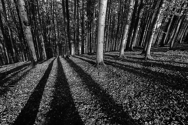 포토 JPG 해외이미지 나무 식물 계절 공원 유럽 여행 잎 자연 날씨 그림자 서기 풍경 사람없음 야외 목재 가로 초록색 갈색 평화 환경 봄 안개 나뭇가지 신선 황무지 숲 생태계 장면 내추럴 삼림지대 해외포토 공공시설 나라 컬러 컨셉 재료 모션 파일형식 이미지허브