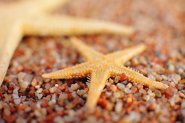 포토 JPG 해외이미지 주간 모래 불가사리 사람없음 야외 소프트포커스 해외포토 자연요소 극피동물 촬영기법 파일형식 이미지허브