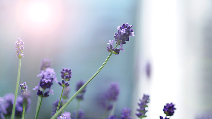 포토 JPG 해외이미지 식물 계절 꽃 꽃다발 백그라운드 꽃무늬 밭 자연 사람없음 야외 여름 파란색 컬러풀 햇빛 약 정원 일본 보라색 일몰 벚꽃 가을 잠 개화 다발 허브 제비꽃 향수 홋카이도 향기 냄새 아로마 부드러움 아로마테라피 라벤더 내추럴 프랑스어 고립 오사카 프로방스 해외포토 문자 아시아 컬러 무늬 농업 의학 태양 노을 화장품 감각 생태계 테라피 파일형식 이미지허브