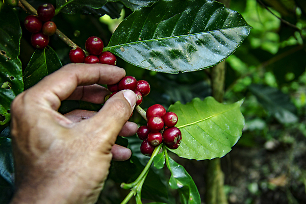 포토 JPG 해외이미지 손 계절 열매 산업 커피 음료 잎 과일 태국 자연 콩 건강 사람없음 빨간색 초록색 농작물 농장 바구니 수확 성장 뜨거움 체리 닫기 농부 굽기 수집 유기농 날것 유지 밭일 생태학 숙성 아라비카 카페인 해외포토 식물 직업 웰빙 교육 아시아 컬러 농업 모션 곡류 신체부위 구이 생태계 파일형식 이미지허브