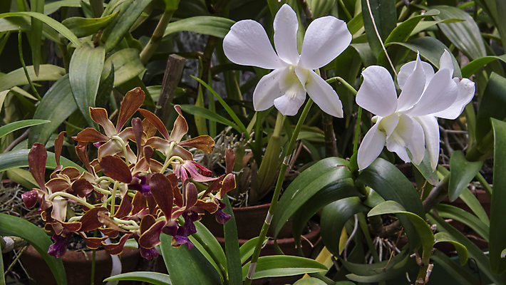 포토 JPG 해외이미지 식물 꽃잎 꽃 줄기 잎 꽃무늬 패턴 자연 씨앗 사람없음 초록색 컬러풀 정원 봄 벚꽃 흰색 난초 크림 식물원 호접란 내추럴 꽃수술 스리랑카 온실 이국적 해외포토 계절 아시아 컬러 무늬 생태계 파일형식 이미지허브