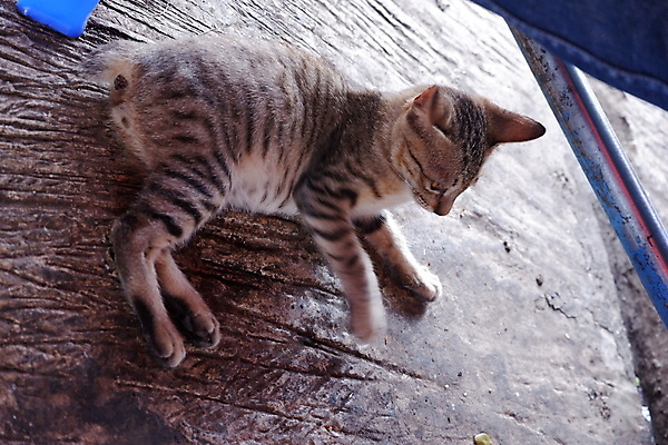 포토 JPG 해외이미지 동물 1 응시 얼굴 백그라운드 장난 포유류 자연 휴식 바닥 주택 털 앉기 사람없음 야외 반려동물 갈색 검은색 고양이 회색 흰색 작음 모피 꼬리 육식동물 얼룩무늬 솜털 혼자 해외포토 시선 컬러 컨셉 무늬 모션 건물 신체부위 크기 생태계 파일형식 이미지허브