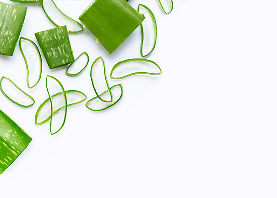 포토 JPG 해외이미지 스튜디오촬영 단면 실내 사람없음 흰배경 알로에 해외포토 식물 백그라운드 내부 흰색 파일형식 이미지허브