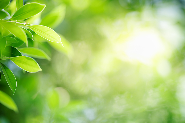 포토 JPG 해외이미지 나무 식물 계절 백그라운드 컨셉 잎 패턴 자연 벽지 추상 잔디 사람없음 초록색 빛 컬러풀 햇빛 태양 우주 환경 정원 맑음 봄 성장 신선 숲 질감 보케 부드러움 내추럴 블러 생태학 지구의날 카피스페이스 그리너리 효과 해외포토 자연요소 교육 기념일 컬러 무늬 날씨 공백 감각 생태계 파일형식 트랜드컬러 이미지허브