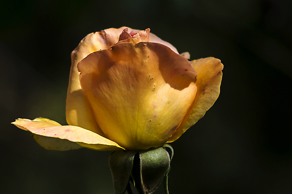 포토 JPG 해외이미지 식물 꽃 컨셉 꽃무늬 자연 선물 사랑 사람없음 빨간색 초록색 물 장미 정원 봄 젖음 벚꽃 물방울 신선 이슬 해외포토 자연요소 계절 감정 컬러 무늬 생태계 파일형식 이미지허브