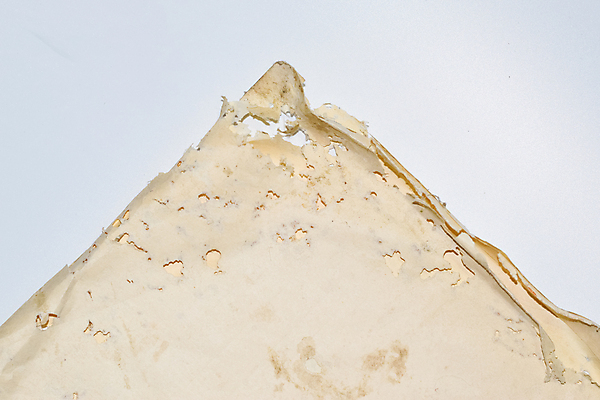 포토 JPG 해외이미지 동물 1 옷 종이 곤충 백그라운드 절지류 생물 수염 주택 사람없음 목재 책 가로 카펫 회색 흰색 닫기 해충 벌레 은색 작음 자르기 꼬리 옛날 접착제 해외포토 나무 컬러 재료 모션 건물 풀_접착제 크기 파일형식 이미지허브