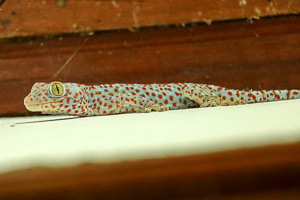 포토 JPG 해외이미지 동물 응시 야생동물 백그라운드 파충류 자연 생물 저울 종류 사람없음 갈색 노란색 공백 흰색 DNA 작음 피부 공룡 흰배경 질감 도마뱀 날카로움 내추럴 기어가기 고립 카피스페이스 해외포토 시선 컬러 모션 신체부위 생명공학 크기 생태계 파일형식 이미지허브