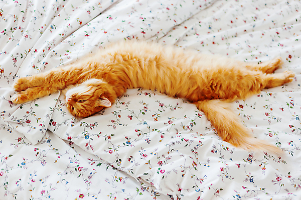 포토 JPG 해외이미지 한마리 실내 사람없음 반려동물 햇빛 고양이 이불 침대 낮잠 시트 반려묘 해외포토 동물 1 가구 포유류 침구 내부 태양 잠 파일형식 이미지허브