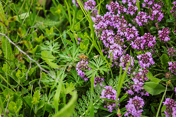 포토 JPG 해외이미지 식물 꽃 곤충 채소 재료 자연 사람없음 여름 정원 들꽃 벚꽃 나뭇가지 신선 작업 조미료 개화 약초 벌 다발 허브 향신료 유기농 생물학 아로마 향 내추럴 백리향 양봉 입가심 채식주의자 비건 해외포토 나무 동물 웰빙 계절 교육 풀_식물 생태계 채식 향미료 파일형식 이미지허브