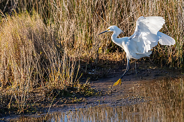 포토 JPG 해외이미지 동물 야생동물 북아메리카 조류 사람없음 미국 착륙 플로리다 해외포토 아메리카 파일형식 이미지허브