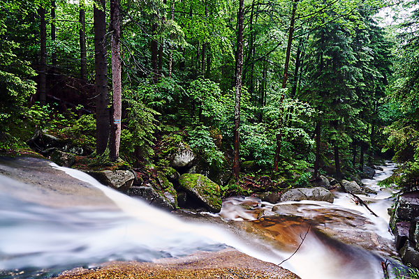 포토 JPG 해외이미지 나무 식물 유럽 여행 낙엽 산 사람없음 목재 물 강 폭포 젖음 나뭇가지 개울 숲 침엽수 폴란드 해외포토 자연요소 나라 잎 재료 자연 파일형식 이미지허브