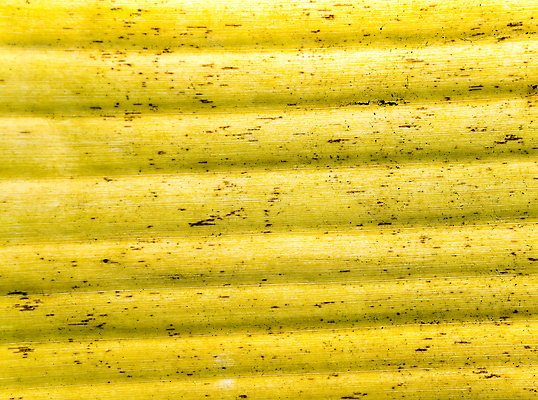 포토 JPG 해외이미지 나무 식물 계절 백그라운드 잎 패턴 자연 추상 건조 바나나 사람없음 노란색 흰색 신선 닫기 묘사 질감 내추럴 엘리먼트 해외포토 컬러 무늬 과일 모션 생태계 파일형식 이미지허브