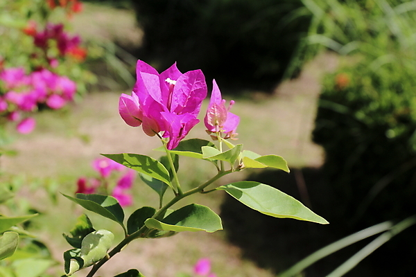포토 JPG 해외이미지 나무 식물 계절 공원 꽃 분홍색 백그라운드 잎 꽃무늬 오렌지 자연 풍경 사람없음 야외 장식 빨간색 초록색 여름 컬러풀 태양 정원 보라색 봄 이탈리아 활발 젖음 벚꽃 시골 개화 지중해 생태계 북쪽 내추럴 고립 생태학 해외포토 자연요소 공공시설 교육 유럽 바다 컬러 컨셉 무늬 과일 방향 파일형식 이미지허브